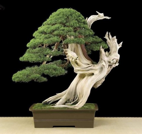 Abstract Bonsai & Peace in Our Time | Bonsai Bark