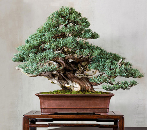 The Artisans Cup – Bonsai Past Present & Future | Bonsai Bark