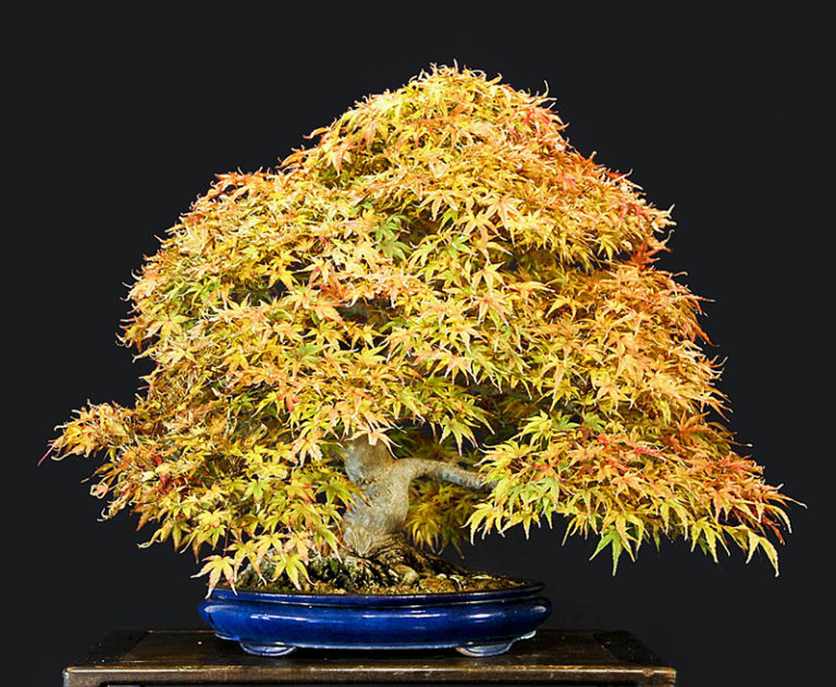 Bill’s Famous Seigen Japanese Maple in Fall and Spring Color – Setting