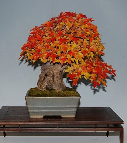 Great Root over Rock Bonsai – Stone Lantern