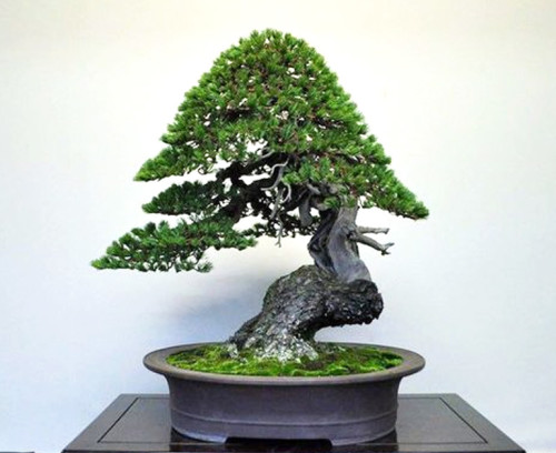 Power, Elegance & a Bonsai Youth Movement | Bonsai Bark