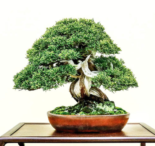 Shohin Bonsai Exhibition – Roshi Special Ends Tonight | Bonsai Bark