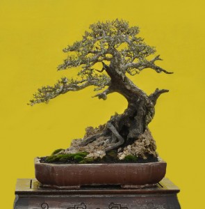 Robert Steven Critique: From Very Good to Even Better ...