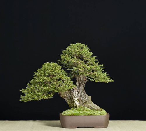 The Golden State of Bonsai | Bonsai Bark