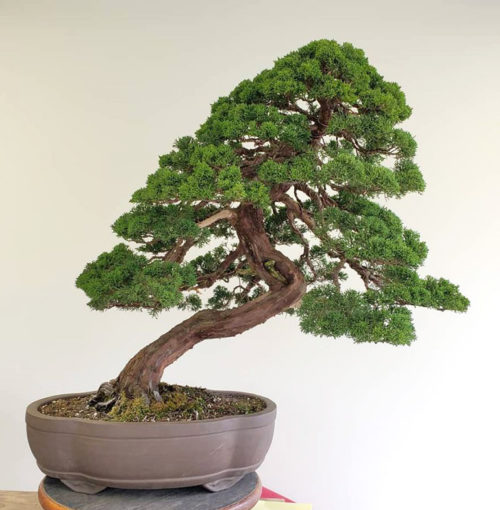 Before & After Bonsai – Rediscovering a Juniper’s Natural Beauty ...