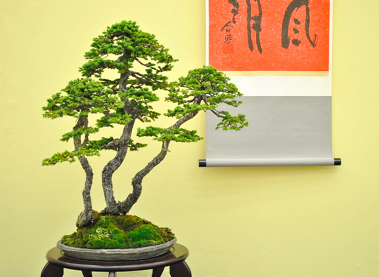 taikan-ten_bonsai_2011