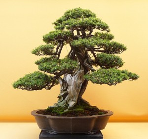 A Magnificent Affront to Bonsai Orthodoxy | Bonsai Bark