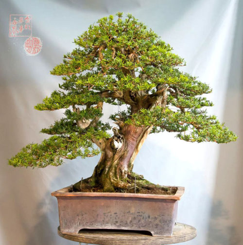 Another Outstanding Before & After Bonsai | Bonsai Bark