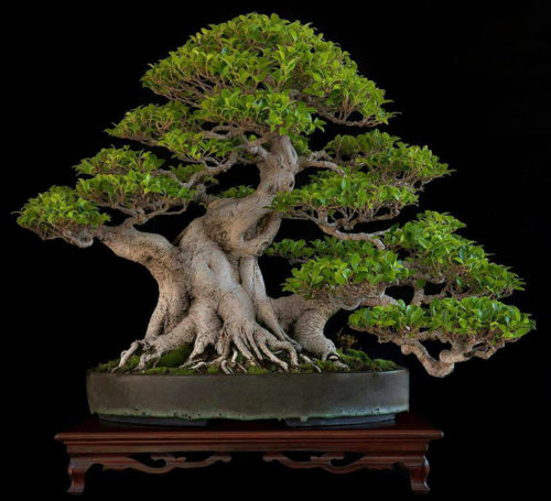 Tiger Bark Bonsai | Bonsai Bark