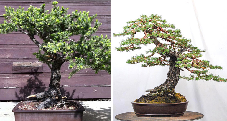 Tranquil Bonsai Tree Make N' Take - Colorado – Littleton