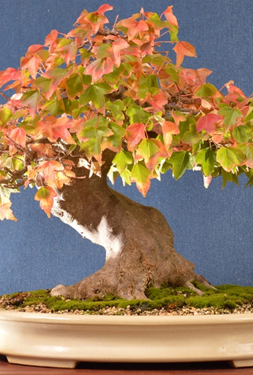 Trident Maple Bonsai in a Well Chosen Pot | Bonsai Bark