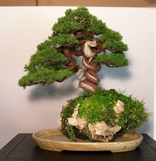 Bonsai Bark | Promoting and Expanding the Bonsai Universe | Page 20