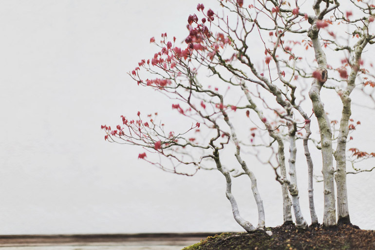 A Drummond Red Maple bonsai (in training since 1974) at the National Bonsai and Penjing Museum in Washington, DC.