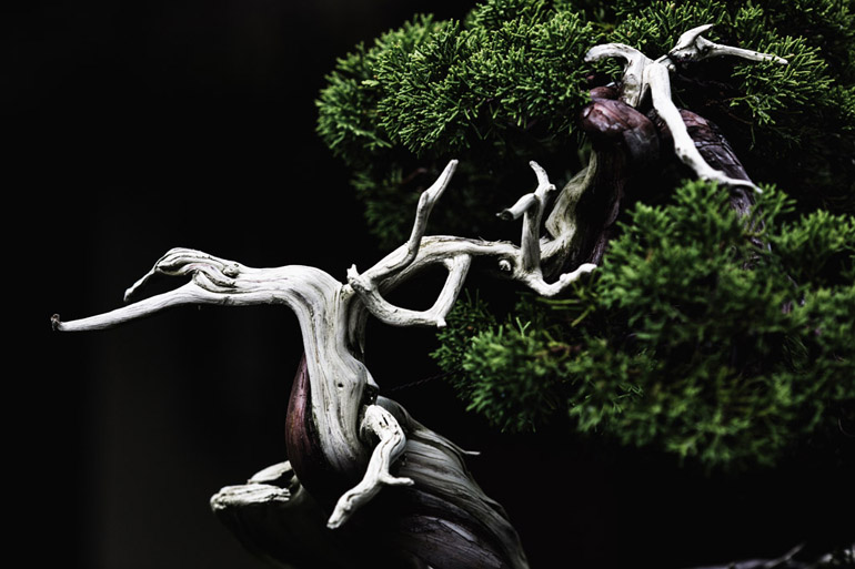 A Sargent Juniper bonsai (in training since 1905) at the National Bonsai and Penjing Museum in Washington, DC.