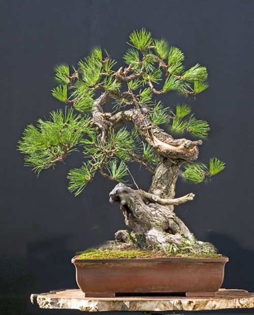 The Other Black Pine | Bonsai Bark