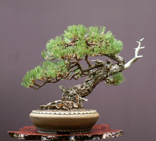 Getting Out of the Way | Bonsai Bark