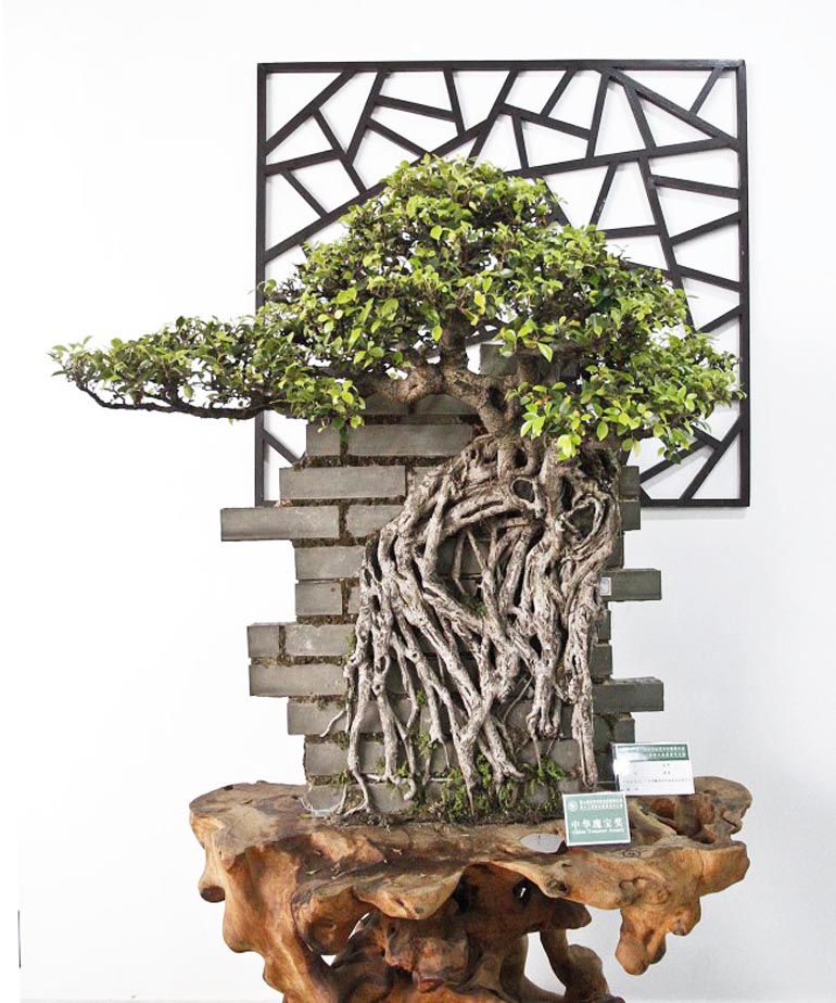 wbff wall-bonsai