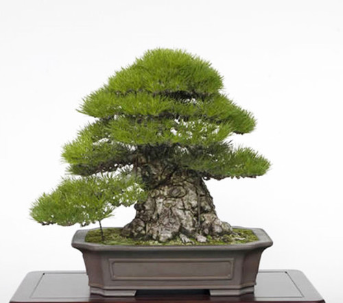 A Propensity for Understatement | Bonsai Bark