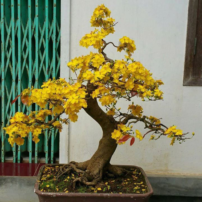 yellowtree
