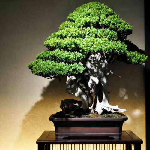 The Cutting Edge of Bonsai Innovation | Bonsai Bark